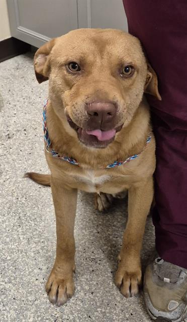 Enlarge BRODY, a Adoptable mixed breed in Lodi, CA image 1/1