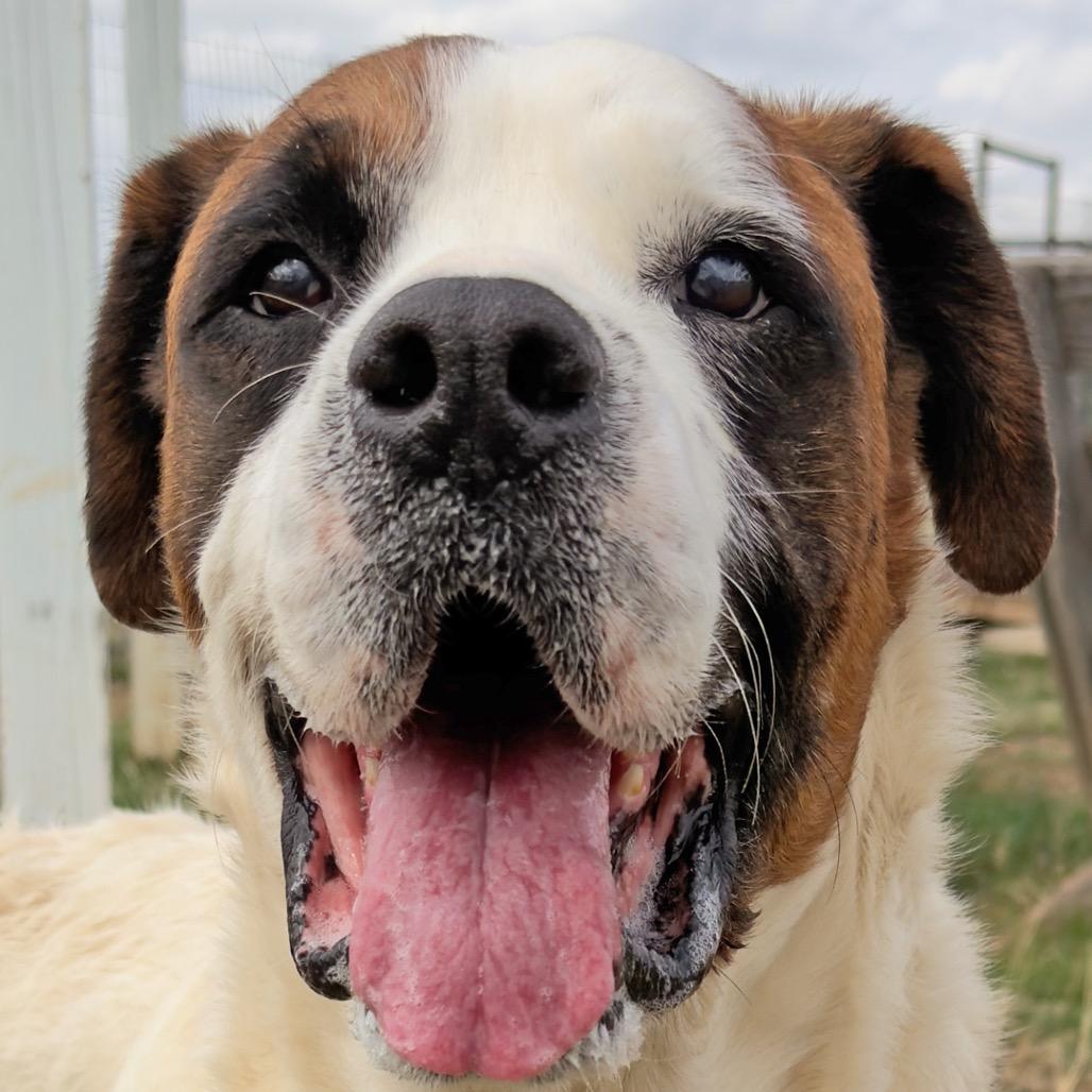Enlarge Caspian, a Adoptable Mixed Breed in Leander, TX image 1/6