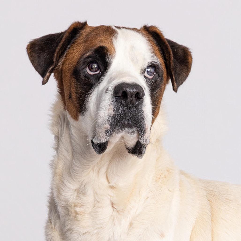 Enlarge Caspian, a Adoptable Mixed Breed in Leander, TX image 2/6