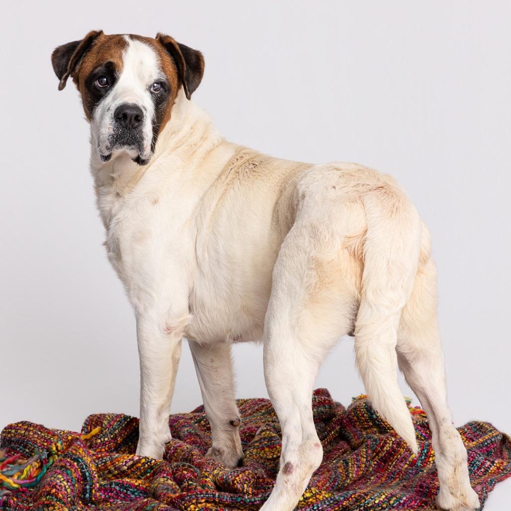 Enlarge Caspian, a Adoptable Mixed Breed in Leander, TX image 3/6