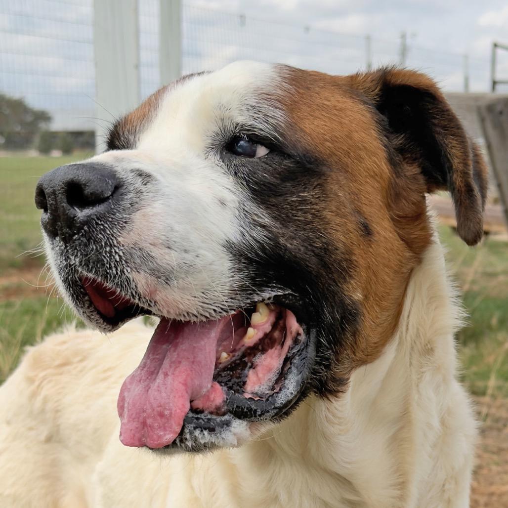 Enlarge Caspian, a Adoptable Mixed Breed in Leander, TX image 4/6
