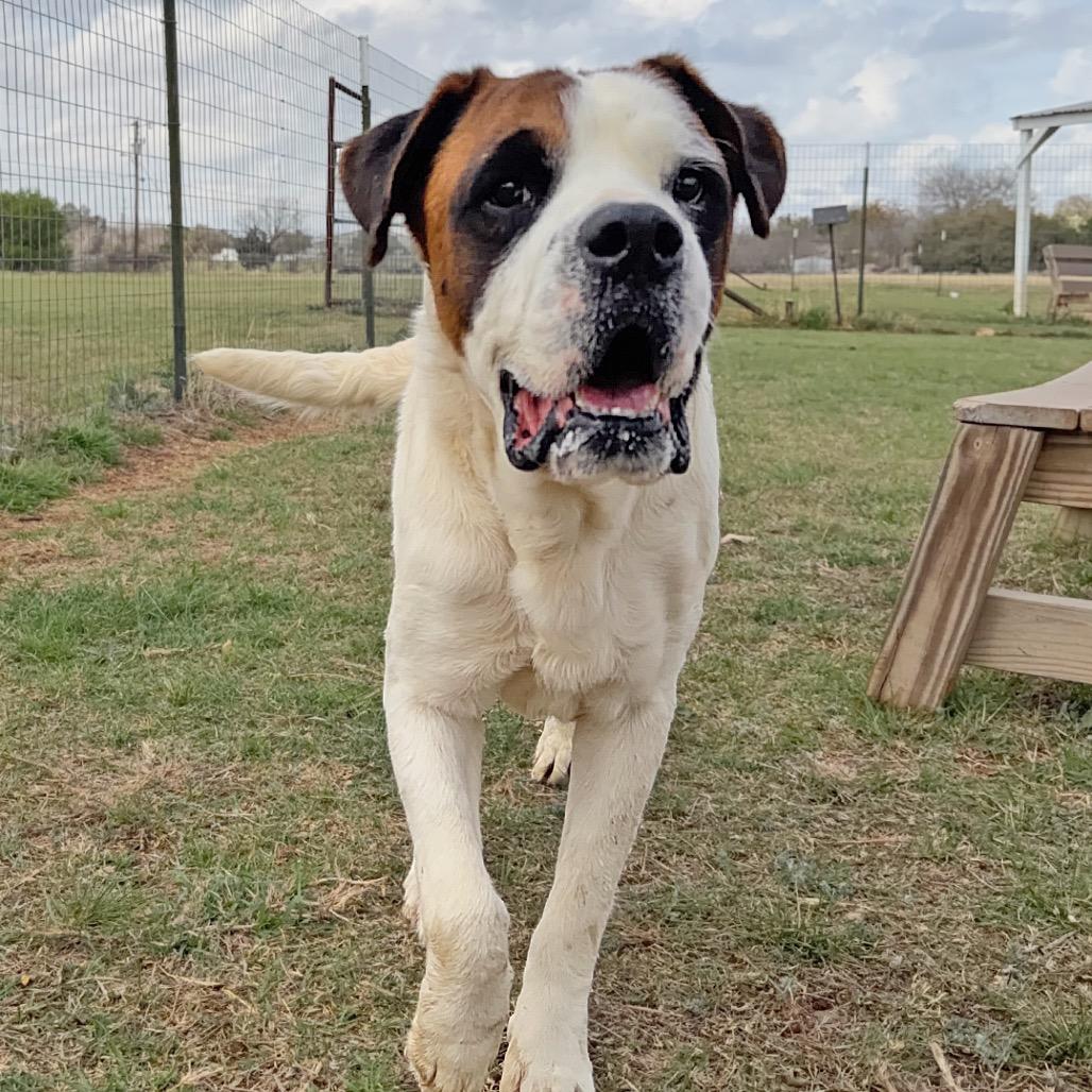 Enlarge Caspian, a Adoptable Mixed Breed in Leander, TX image 5/6