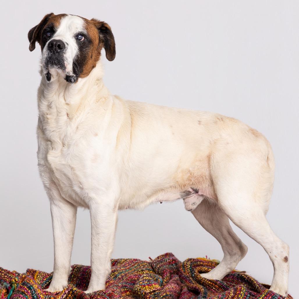Enlarge Caspian, a Adoptable Mixed Breed in Leander, TX image 6/6