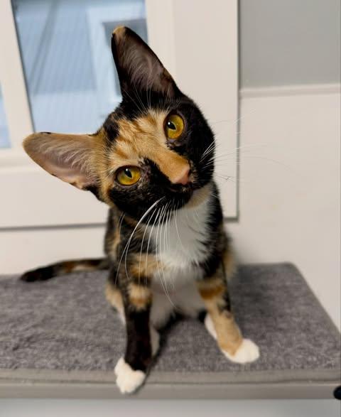 CIPOLLINI, an adopted mixed breed in Madison, WI image 2/4