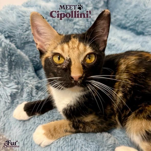CIPOLLINI, adopted, Young Female Calico & Tortoiseshell.