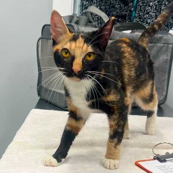 CIPOLLINI, an adopted mixed breed in Madison, WI image 3/4