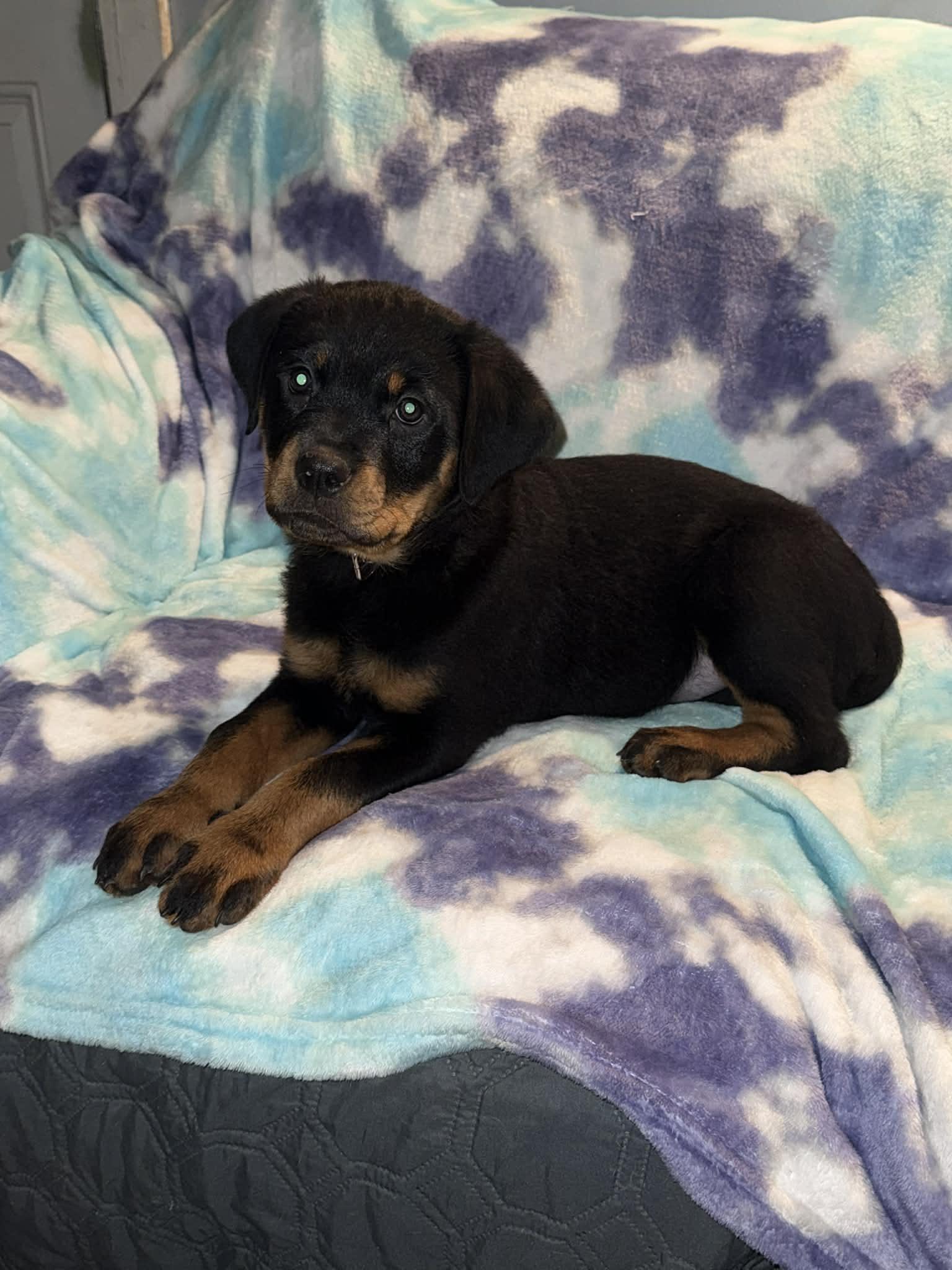 Enlarge Kimber, an adopted Rottweiler in Binghamton, NY image 2/3