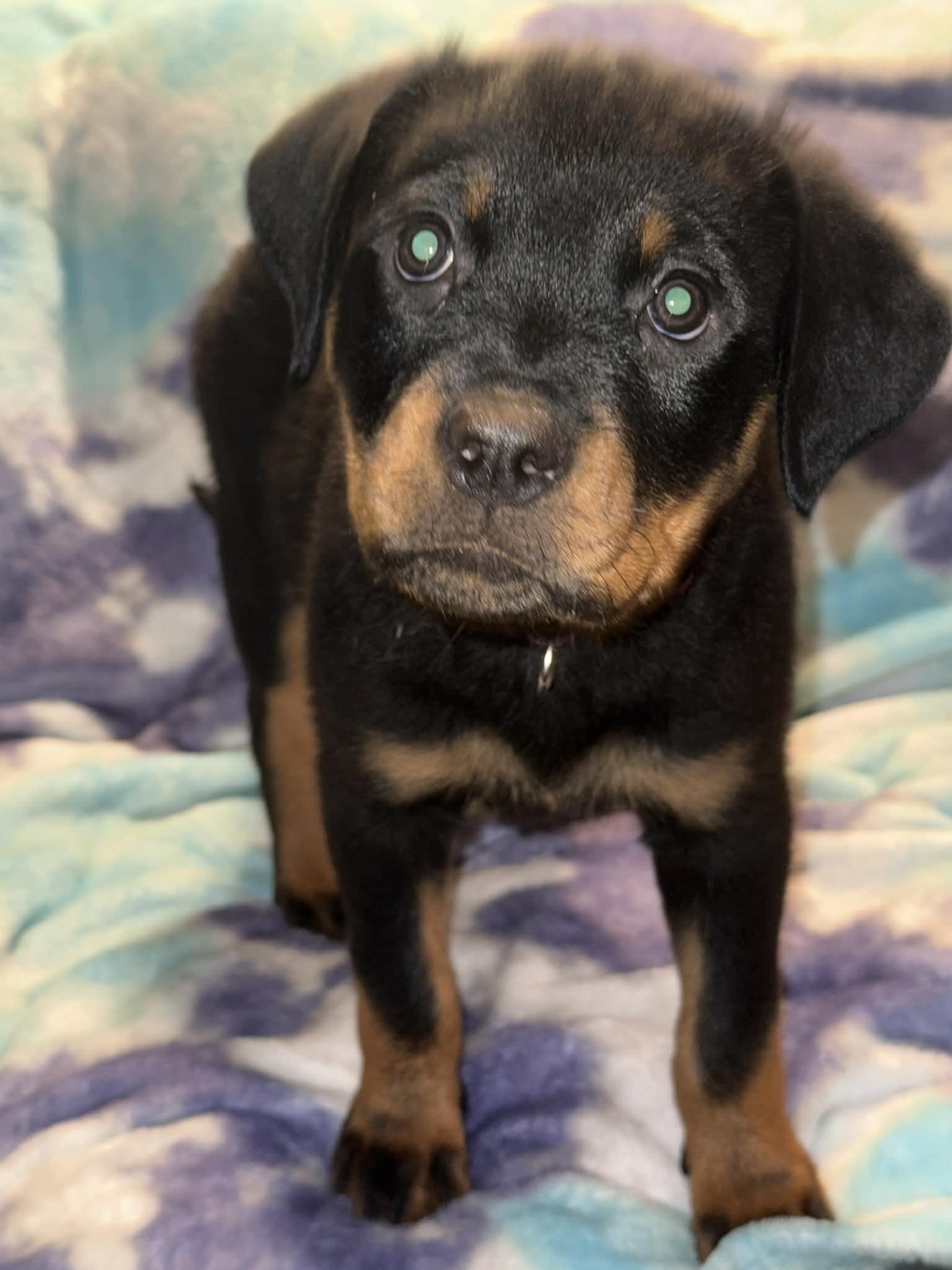Enlarge Kimber, an adopted Rottweiler in Binghamton, NY image 1/3