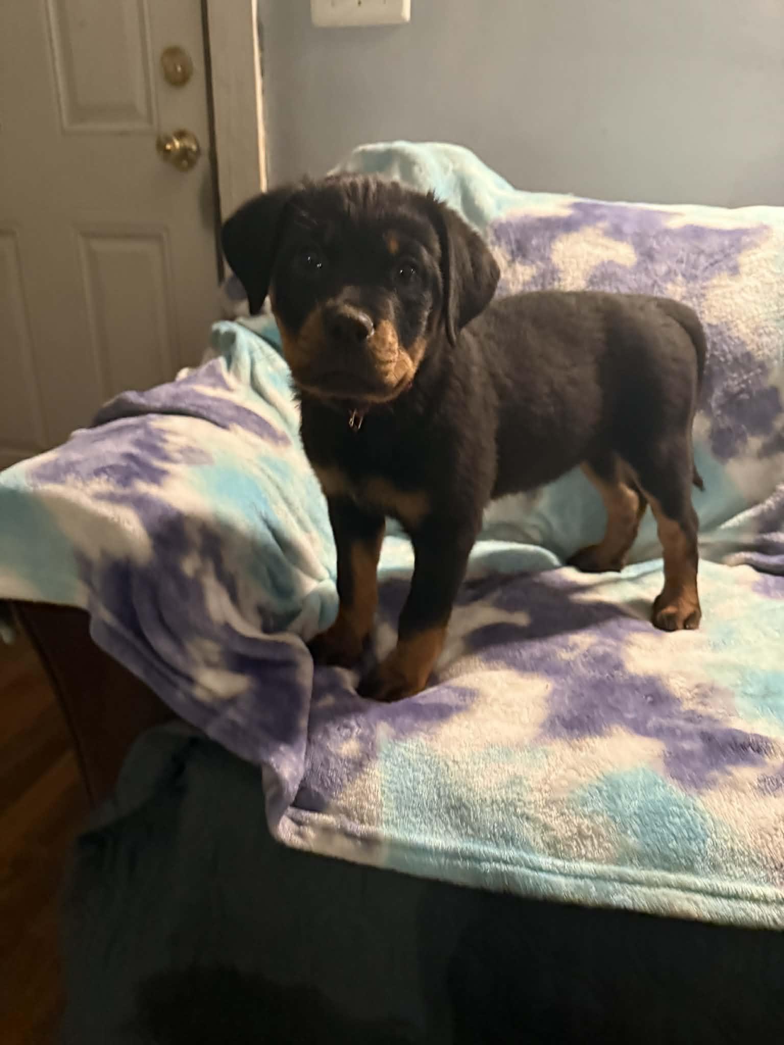 Enlarge Kimber, an adopted Rottweiler in Binghamton, NY image 3/3