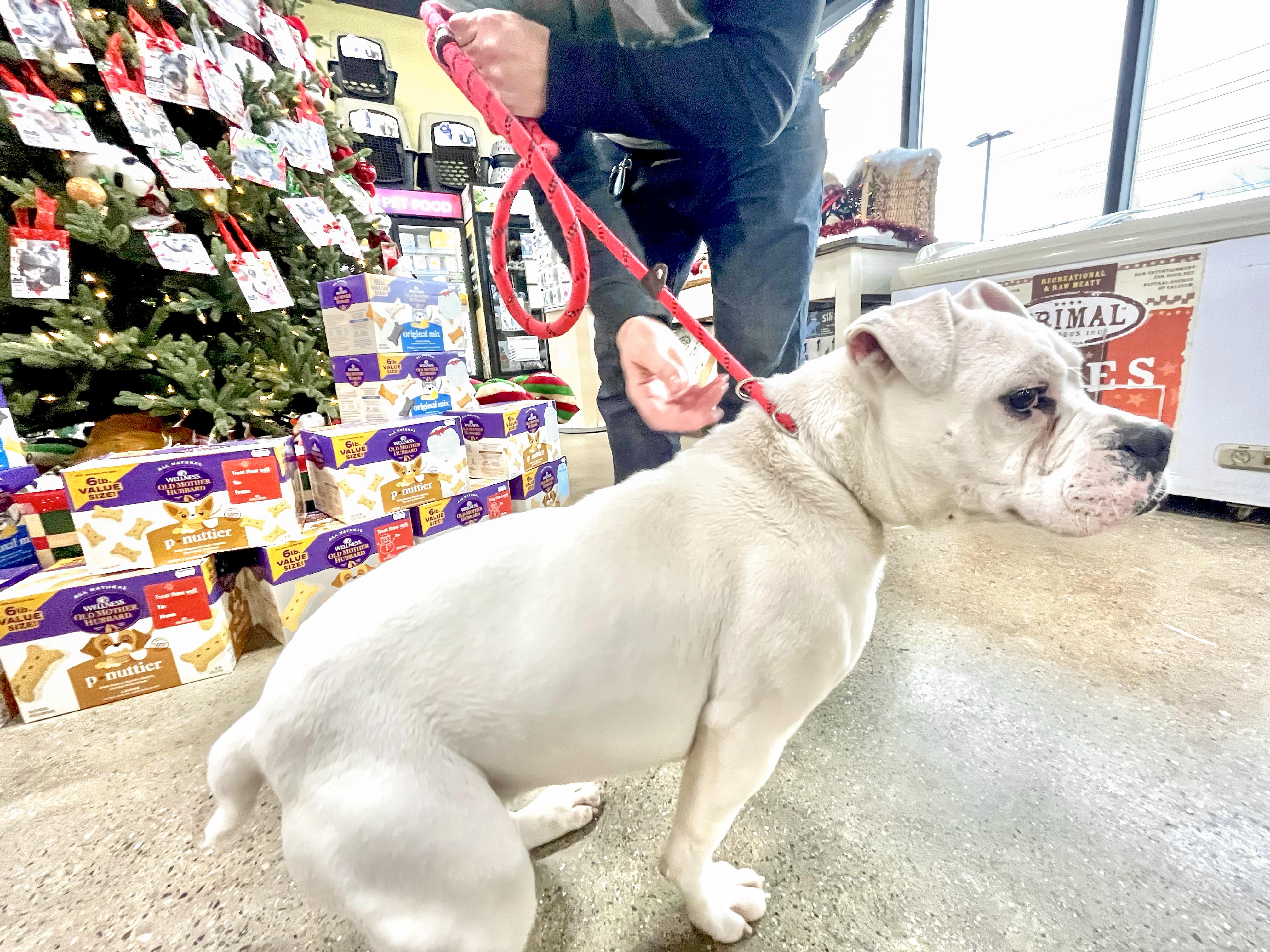 Quinn Needs A Forever thumbnail 2