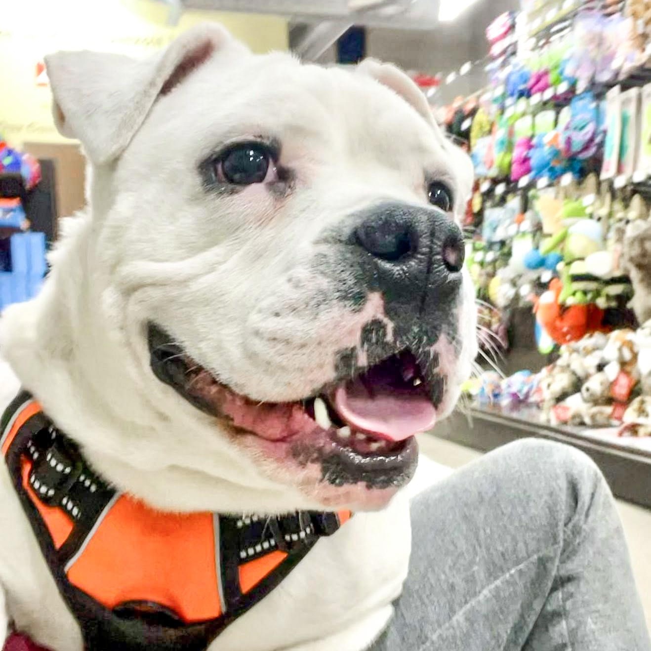 QUINN- Needs a foster/forever home!