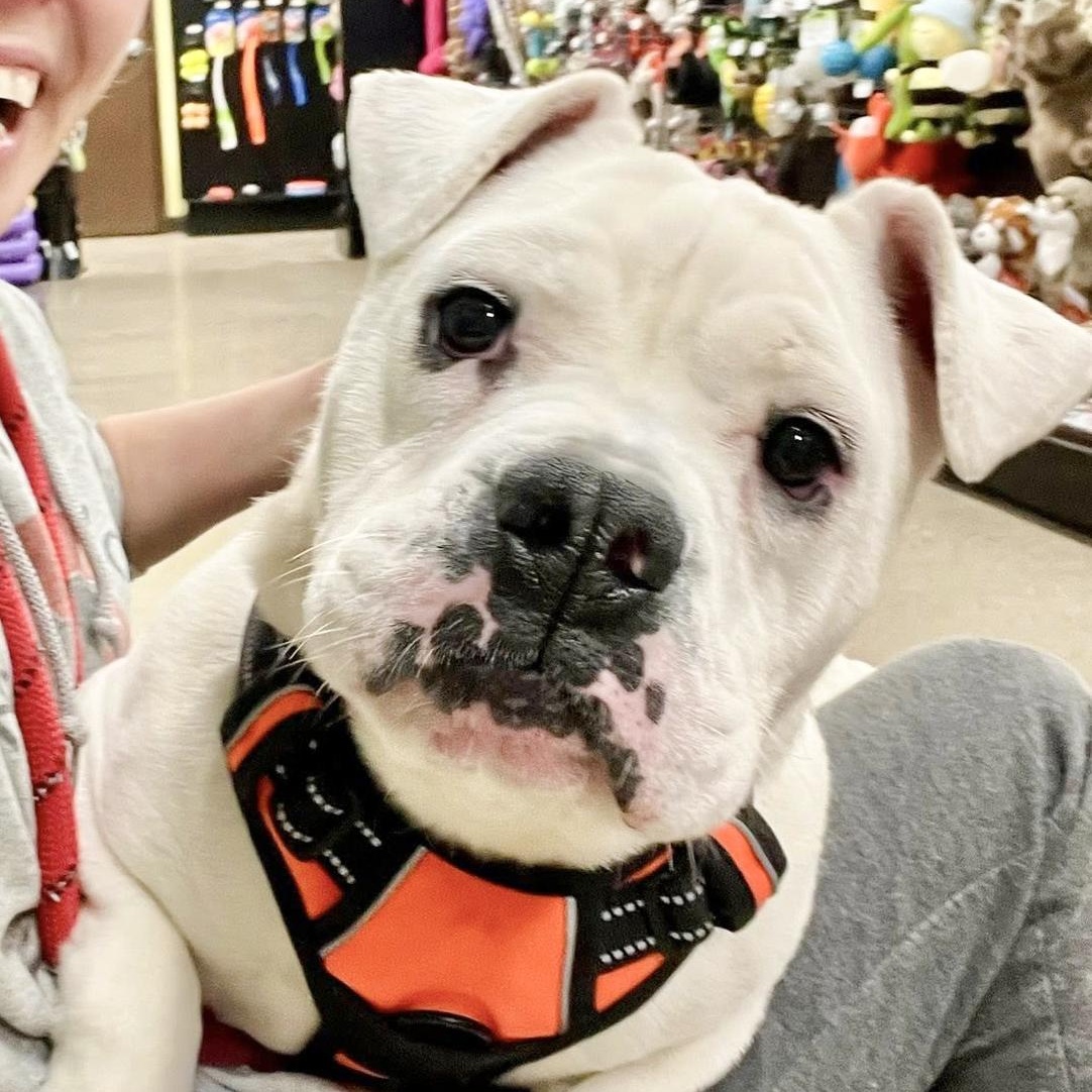 QUINN- Needs a foster/forever home! — thumbnail 2