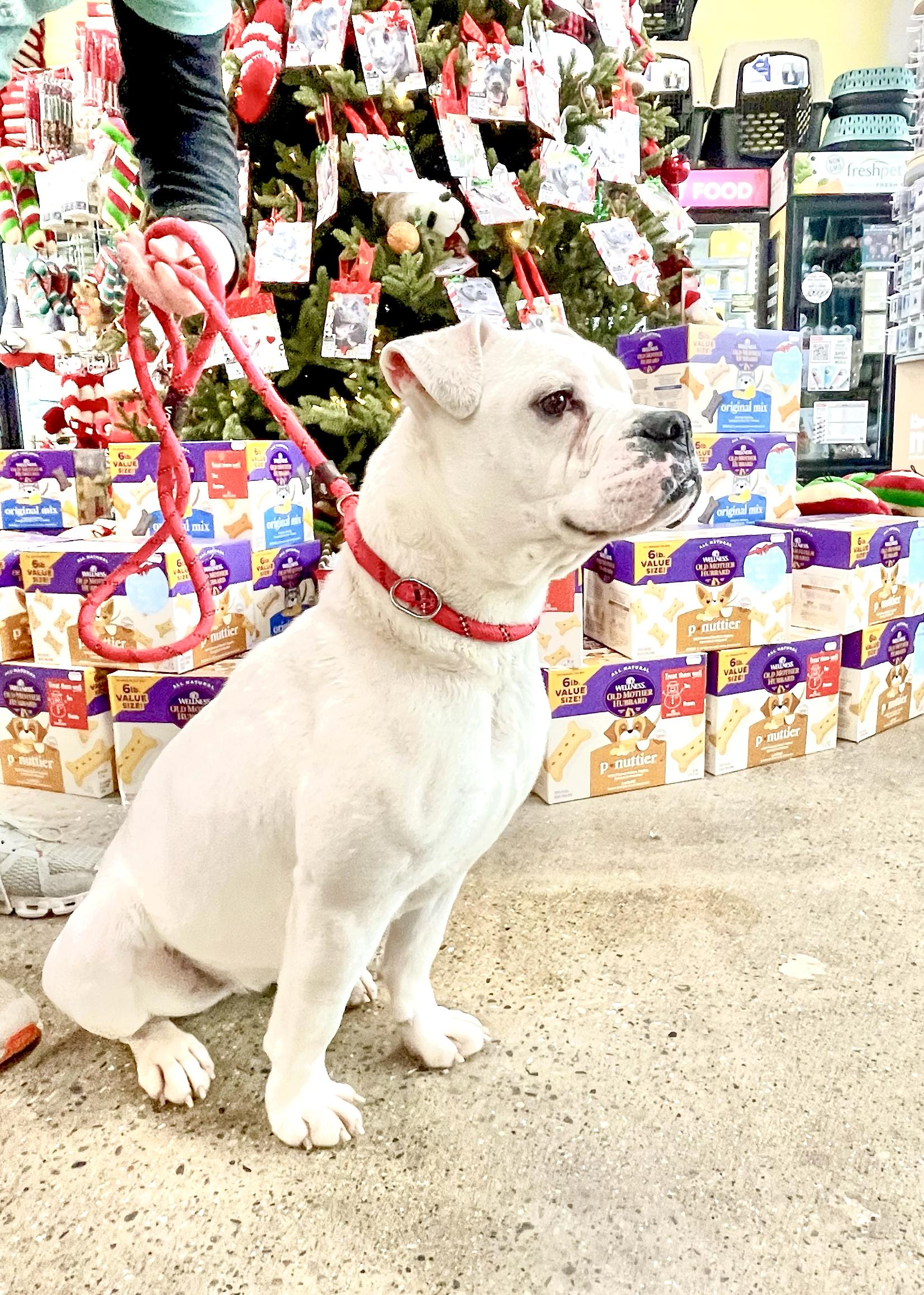 Quinn Needs A Forever thumbnail 5