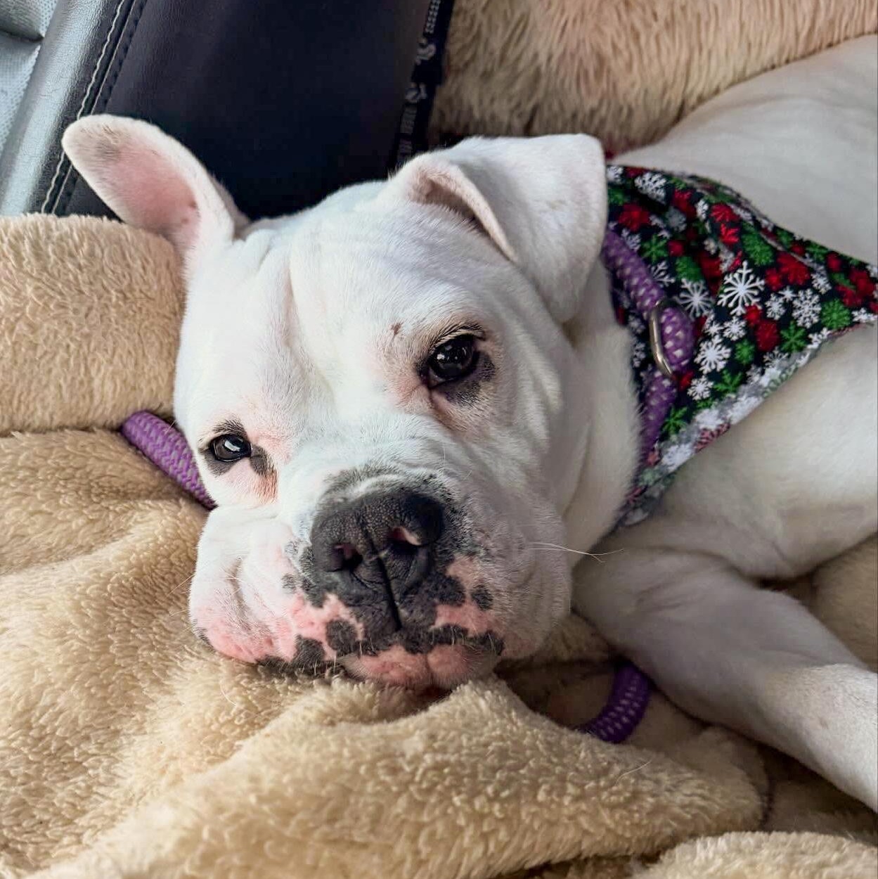 QUINN- Needs a foster/forever home! — thumbnail 4