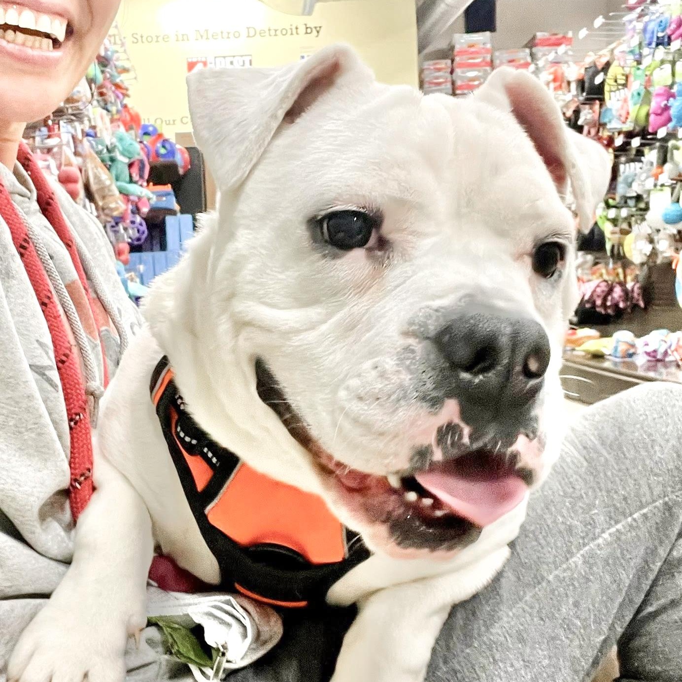 QUINN- Needs a foster/forever home! — thumbnail 5