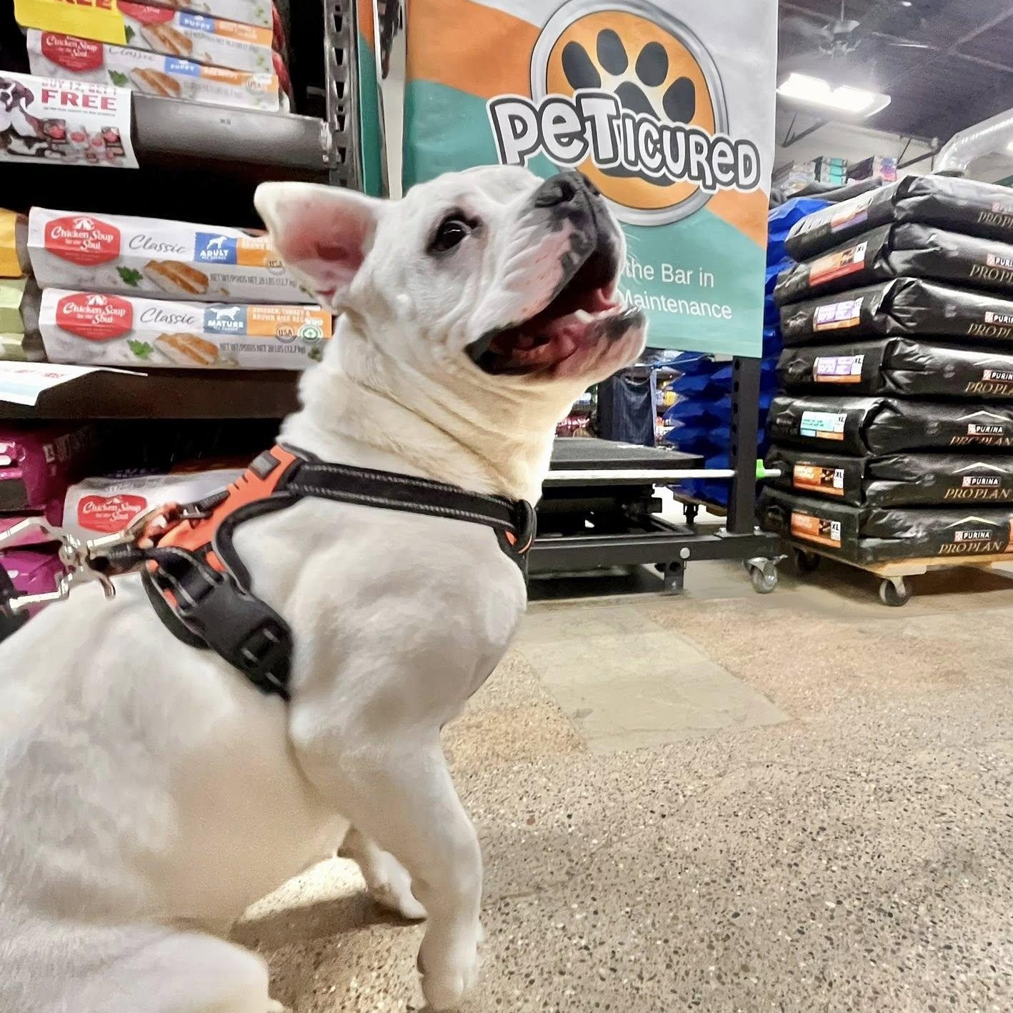 QUINN- Needs a foster/forever home! — thumbnail 6