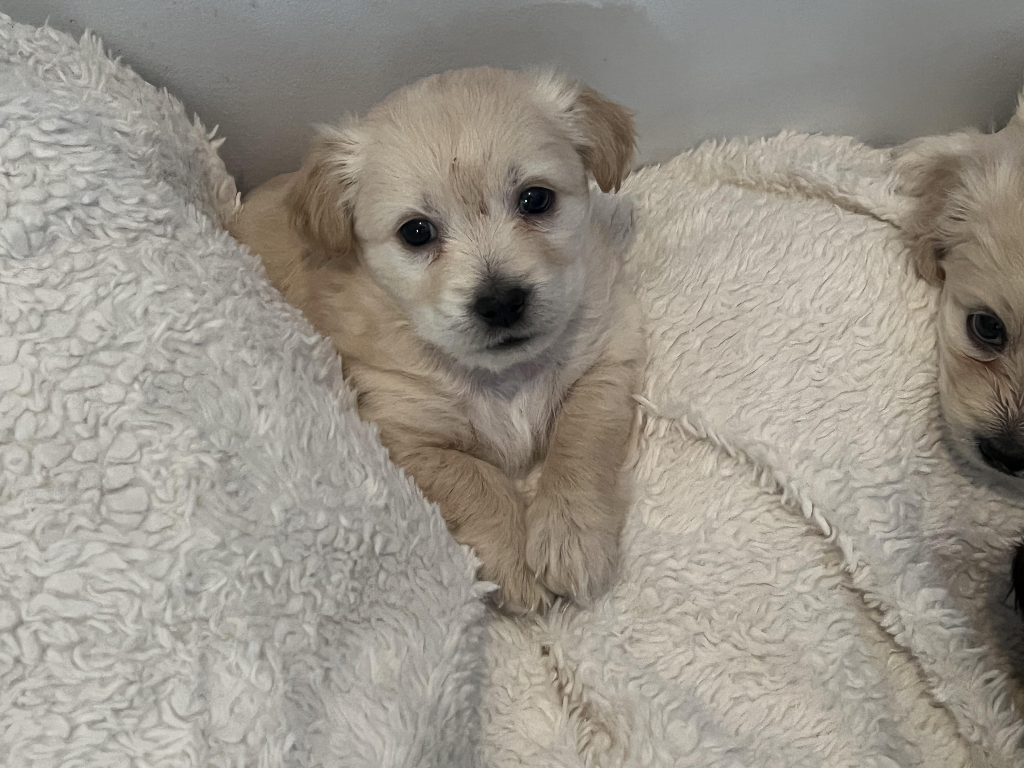 Enlarge Tinkerbelle's Puppy (Radish), an adoptable mixed breed in Dayville, CT image 3/6