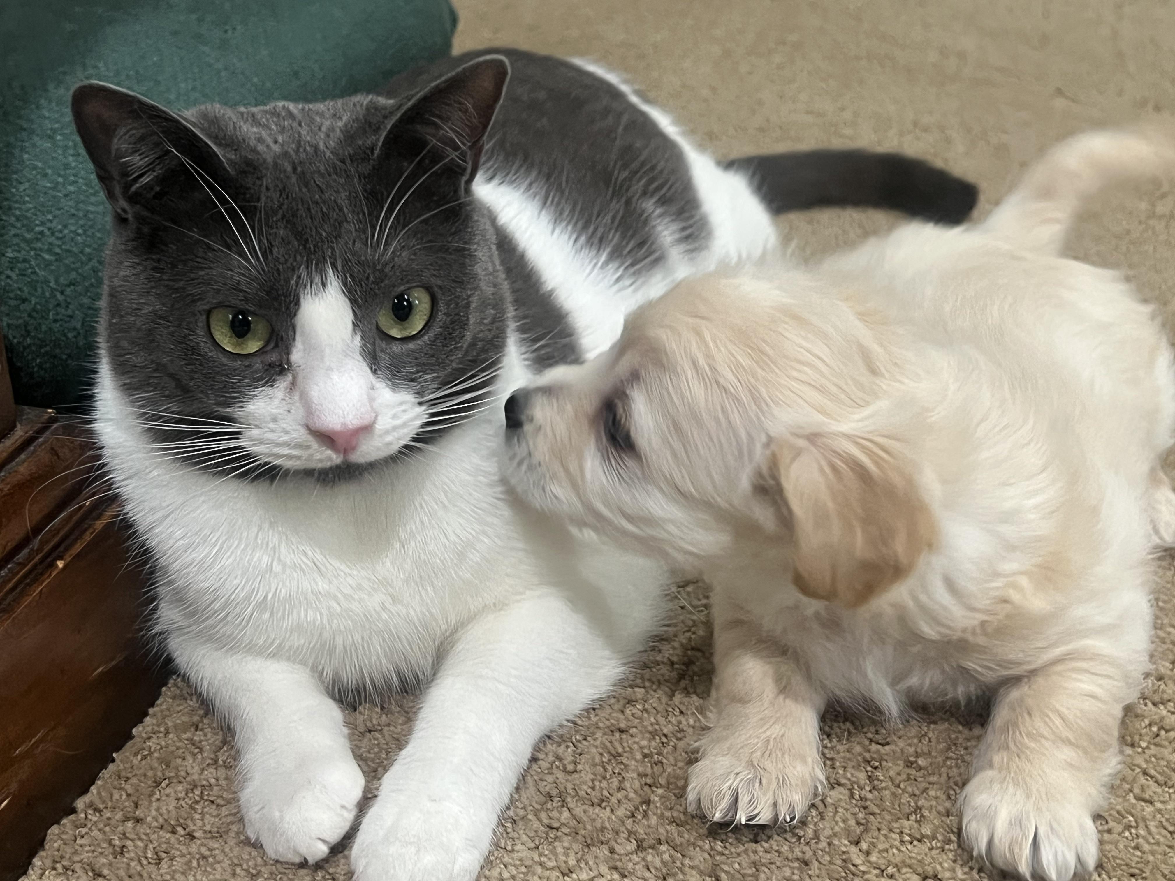 Enlarge Tinkerbelle's Puppy (Radish), an adoptable mixed breed in Dayville, CT image 4/6