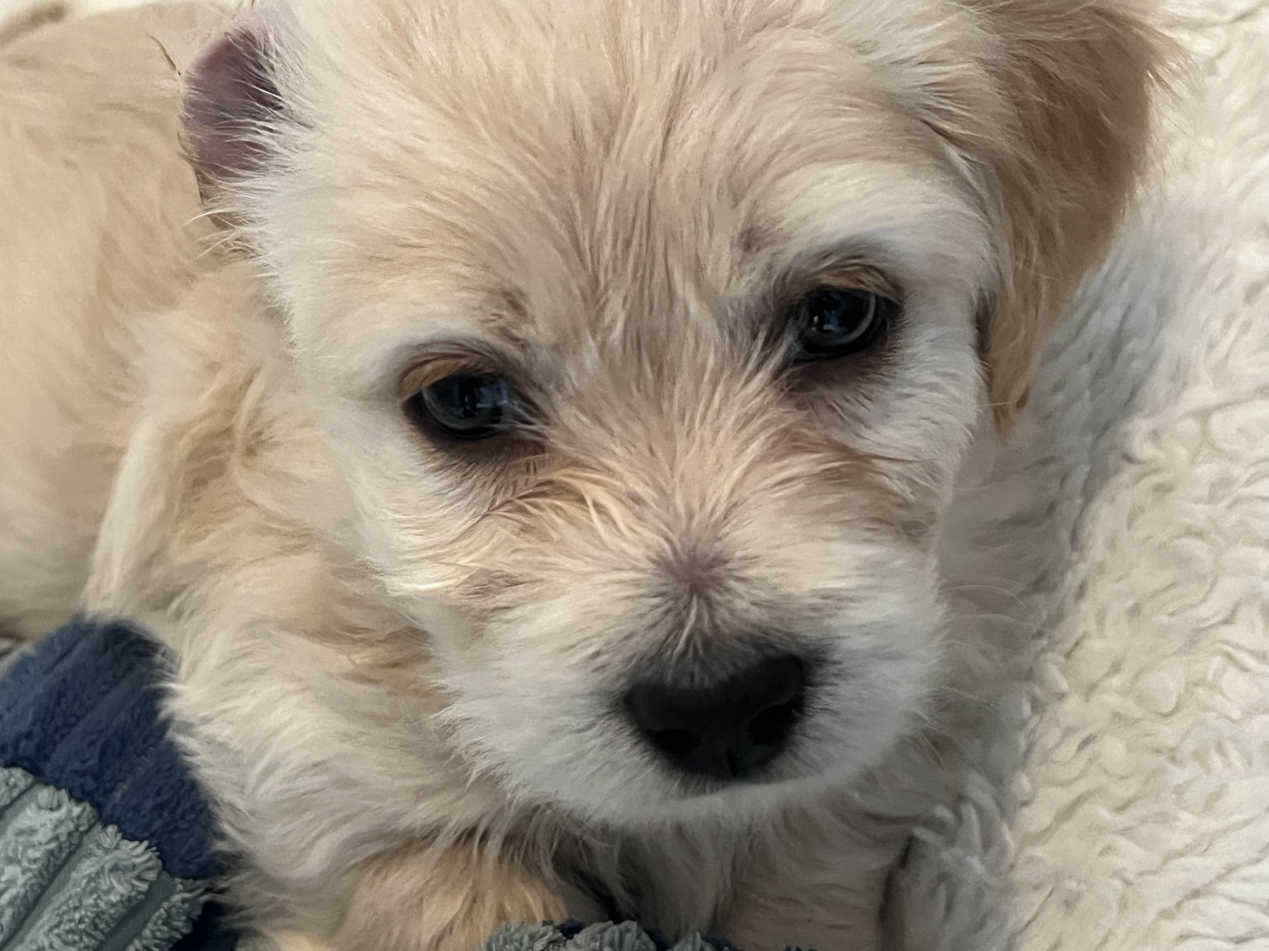 Tinkerbelle's Puppy (male, no collar), Adoptable, Puppy Male Chihuahua & Golden Retriever.