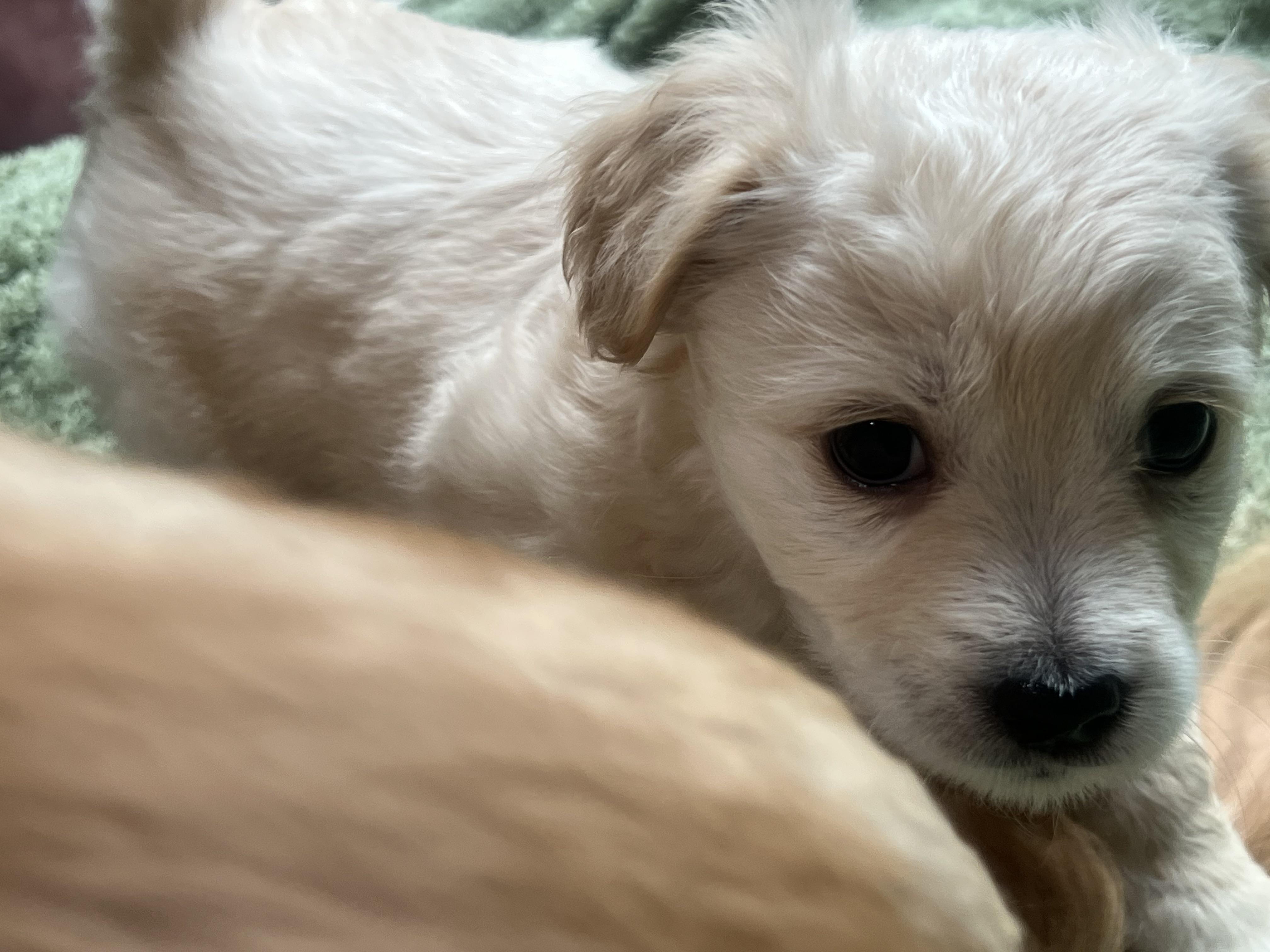 Enlarge Tinkerbelle's Puppy (Radish), an adoptable mixed breed in Dayville, CT image 6/6