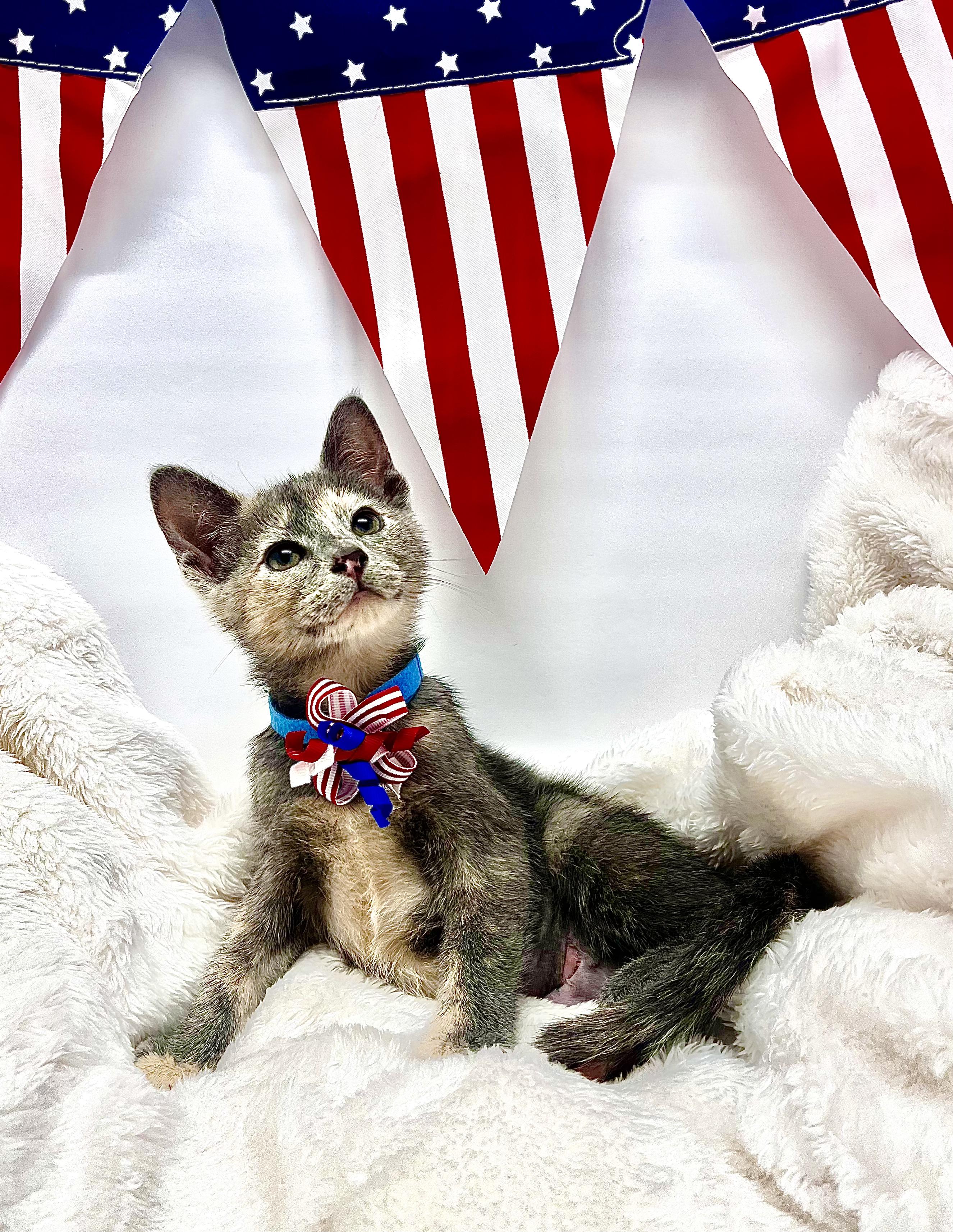 Alanis, Baby Female Domestic Short Hair