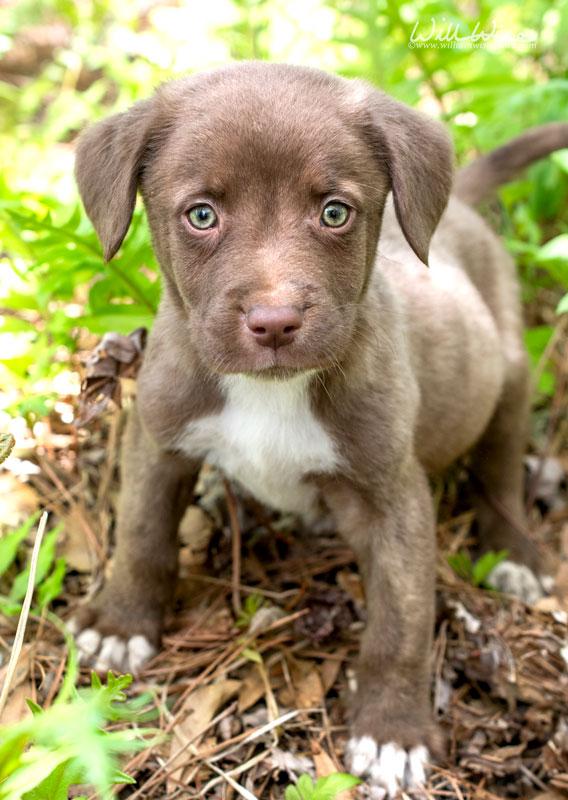 Enlarge Barnum #22514, a ADOPTABLE mixed breed in Monroe, GA image 1/1