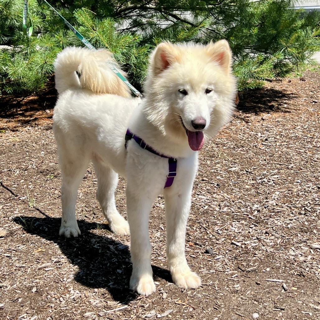 Samoyeds for Adoption in Shinnecock Hills, New York | Petfinder