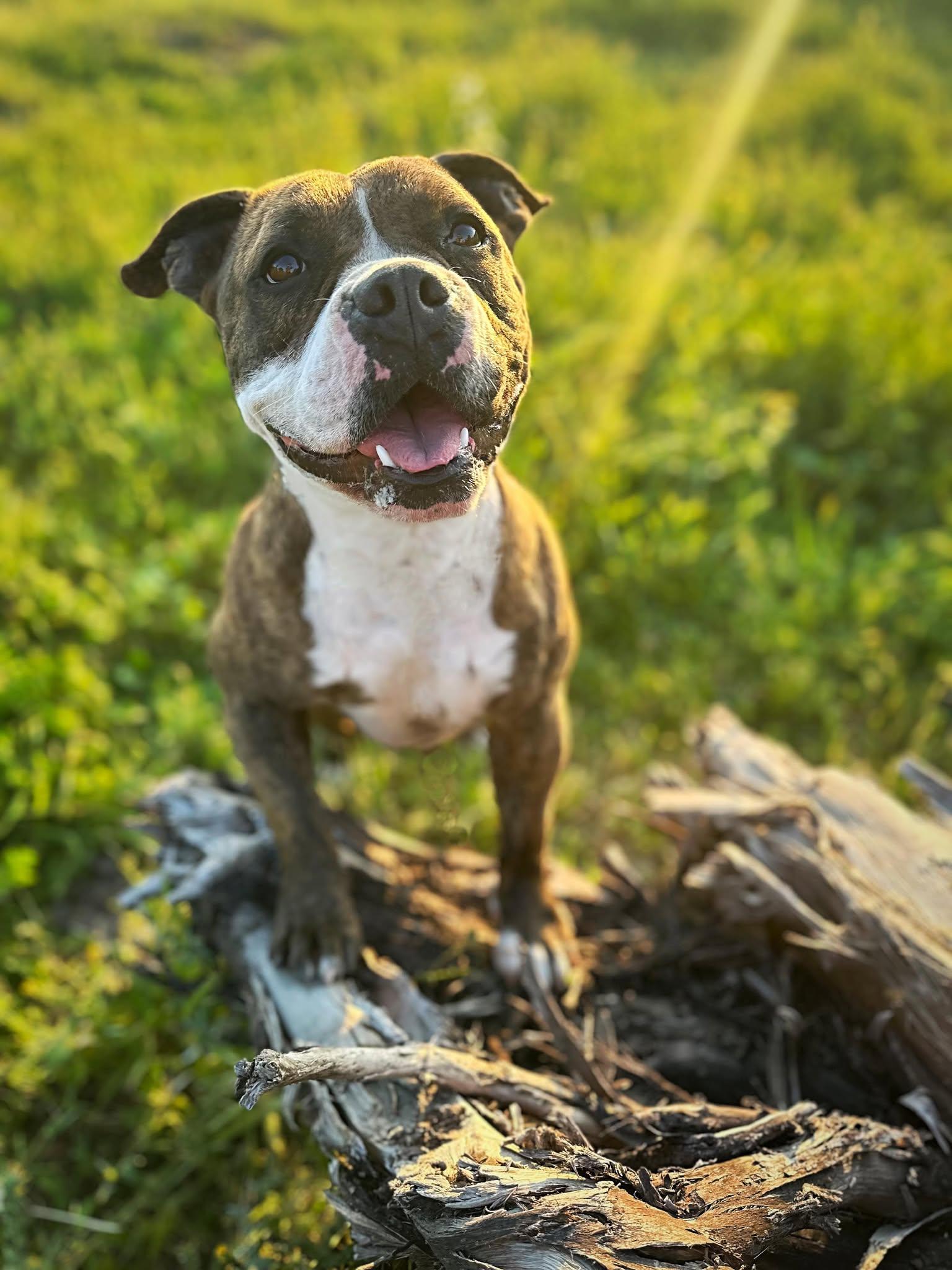 Snoop, a Adoptable Staffordshire Bull Terrier in Modesto , CA image 2/4