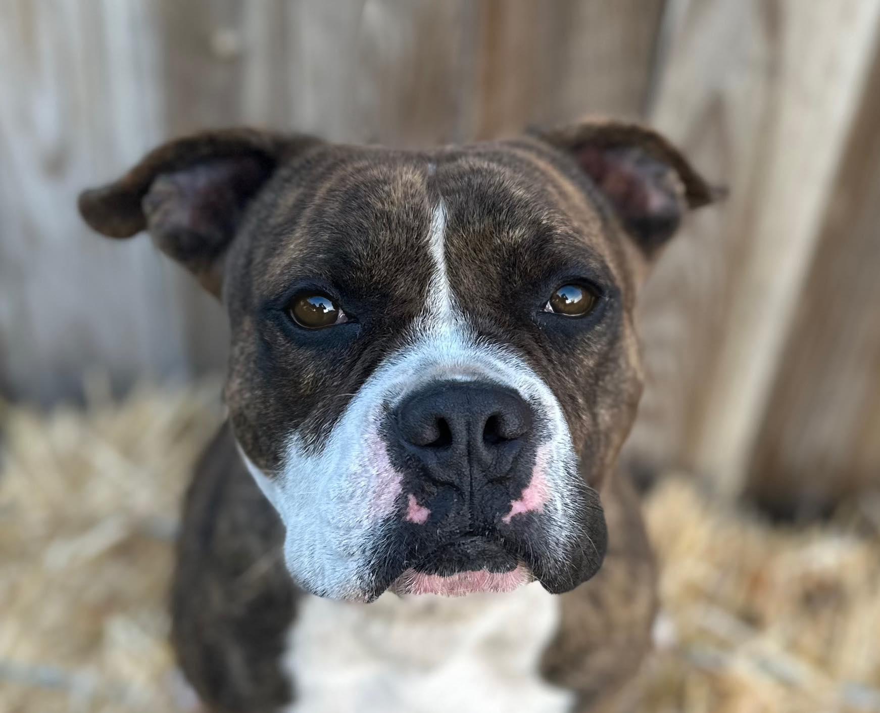 Snoop, a Adoptable Staffordshire Bull Terrier in Modesto , CA image 1/4