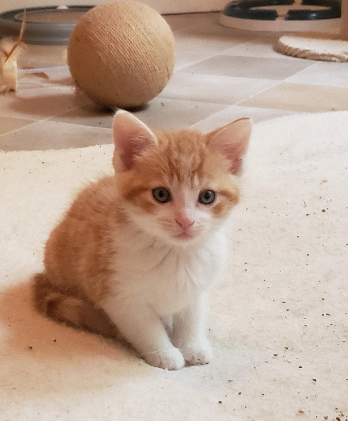 Nash, Adoptable, Kitten Male Domestic Medium Hair.