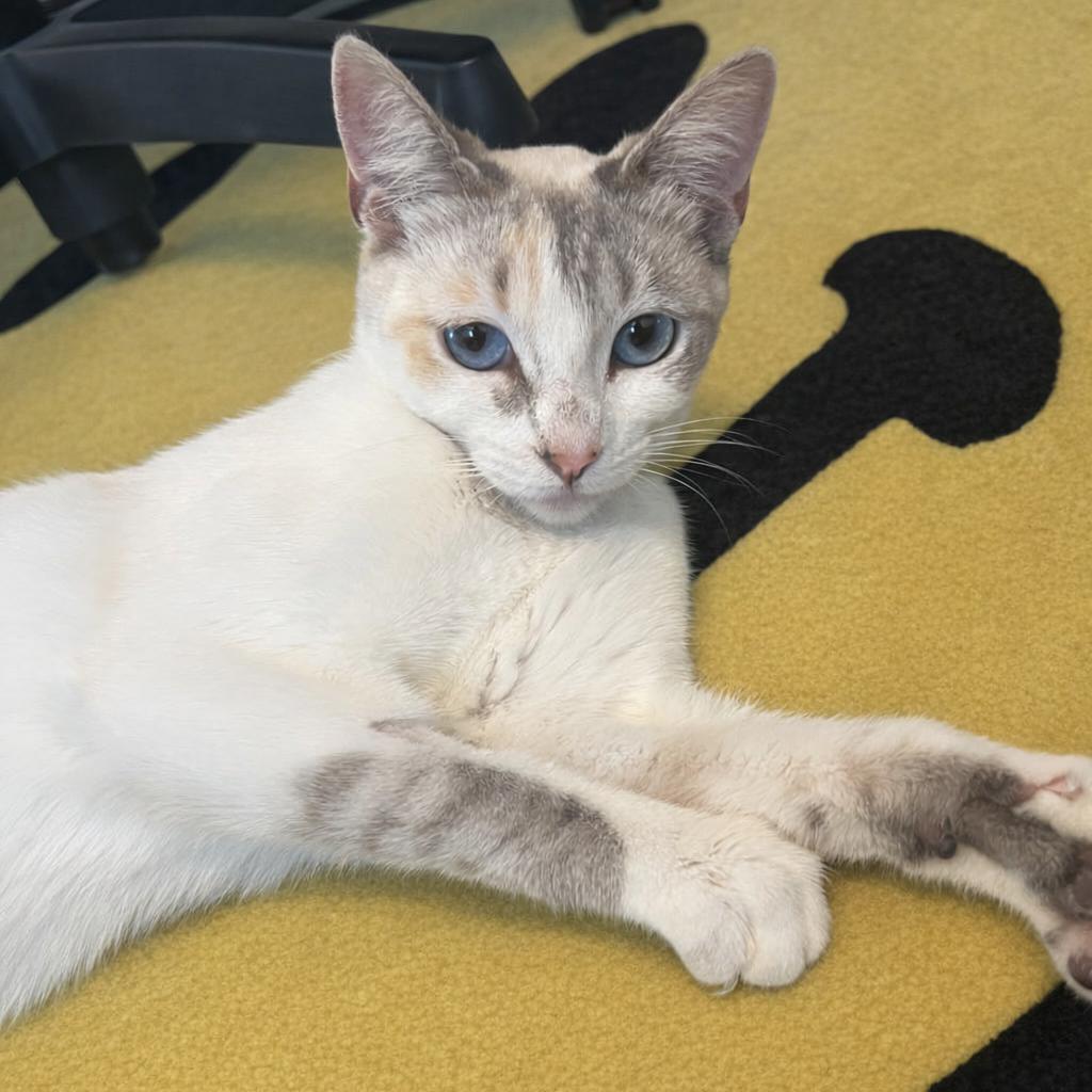 Enlarge Stevie Wildheart Nicks, a Adoptable mixed breed in Costa Mesa, CA image 1/4