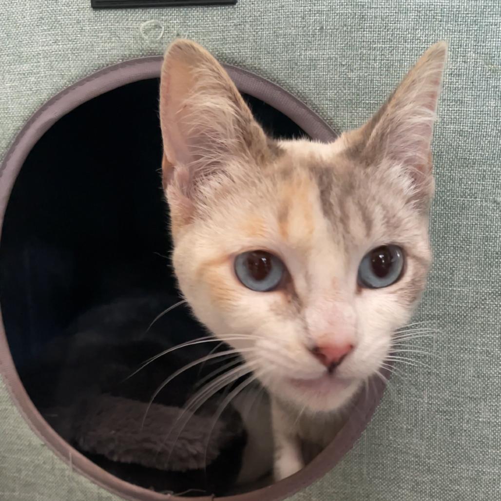 Enlarge Stevie Wildheart Nicks, a Adoptable mixed breed in Costa Mesa, CA image 2/4