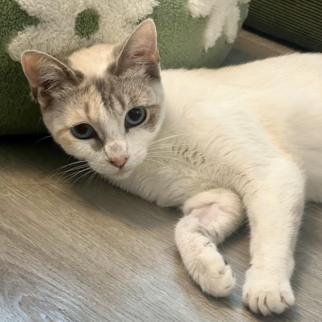 Enlarge Stevie Wildheart Nicks, a Adoptable mixed breed in Costa Mesa, CA image 3/4