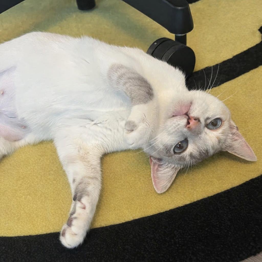 Enlarge Stevie Wildheart Nicks, a Adoptable mixed breed in Costa Mesa, CA image 4/4