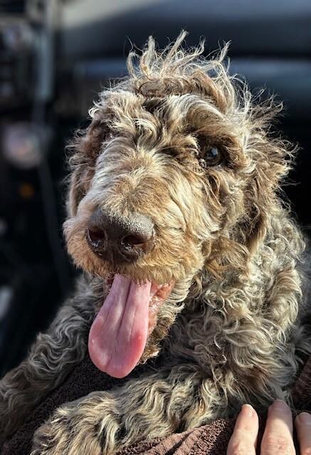 Bijou, Adoptable, Young Male Standard Poodle.