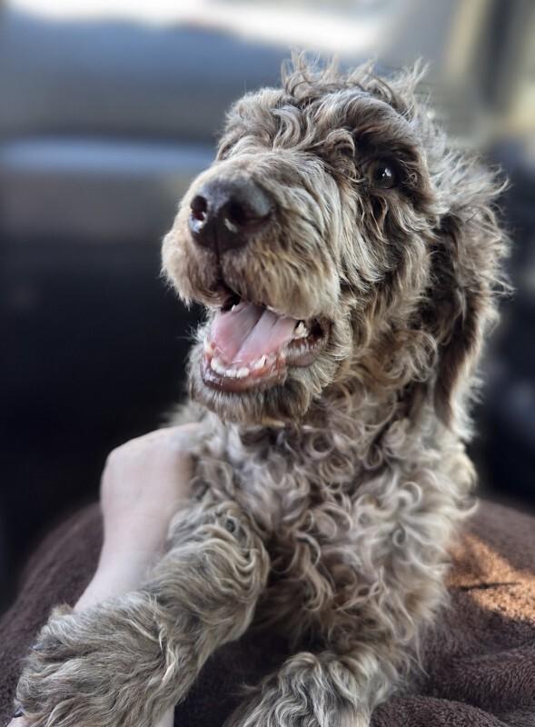 Enlarge Bijou, a Adoptable mixed breed in Seattle, WA image 2/4