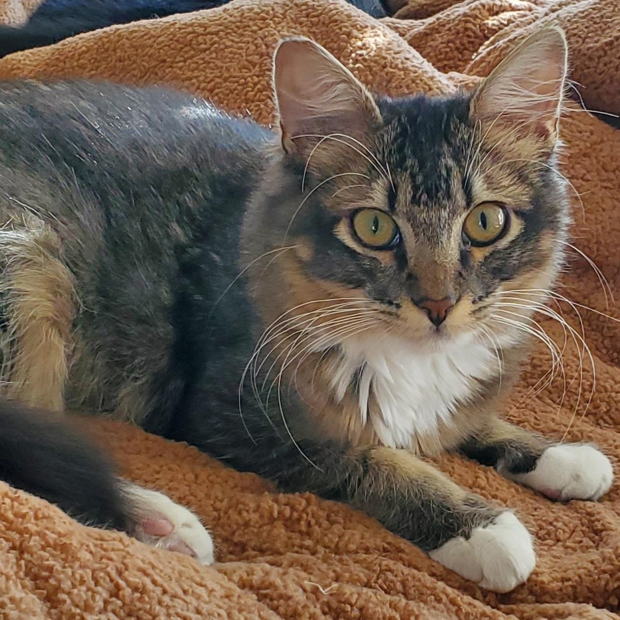 Ulysses, Adoptable, Young Male Domestic Medium Hair.