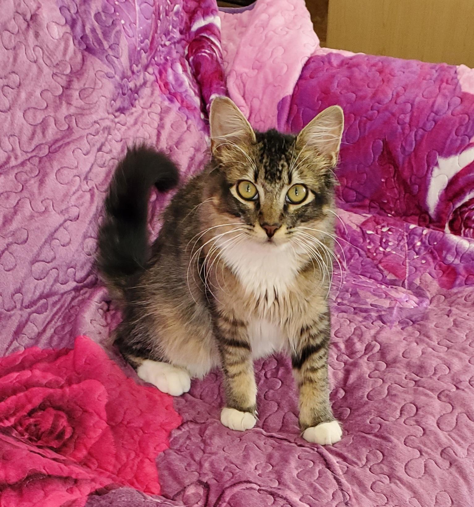 Ulysses, an adoptable Domestic Medium Hair in Salinas, CA, 93905 | Photo Image 3
