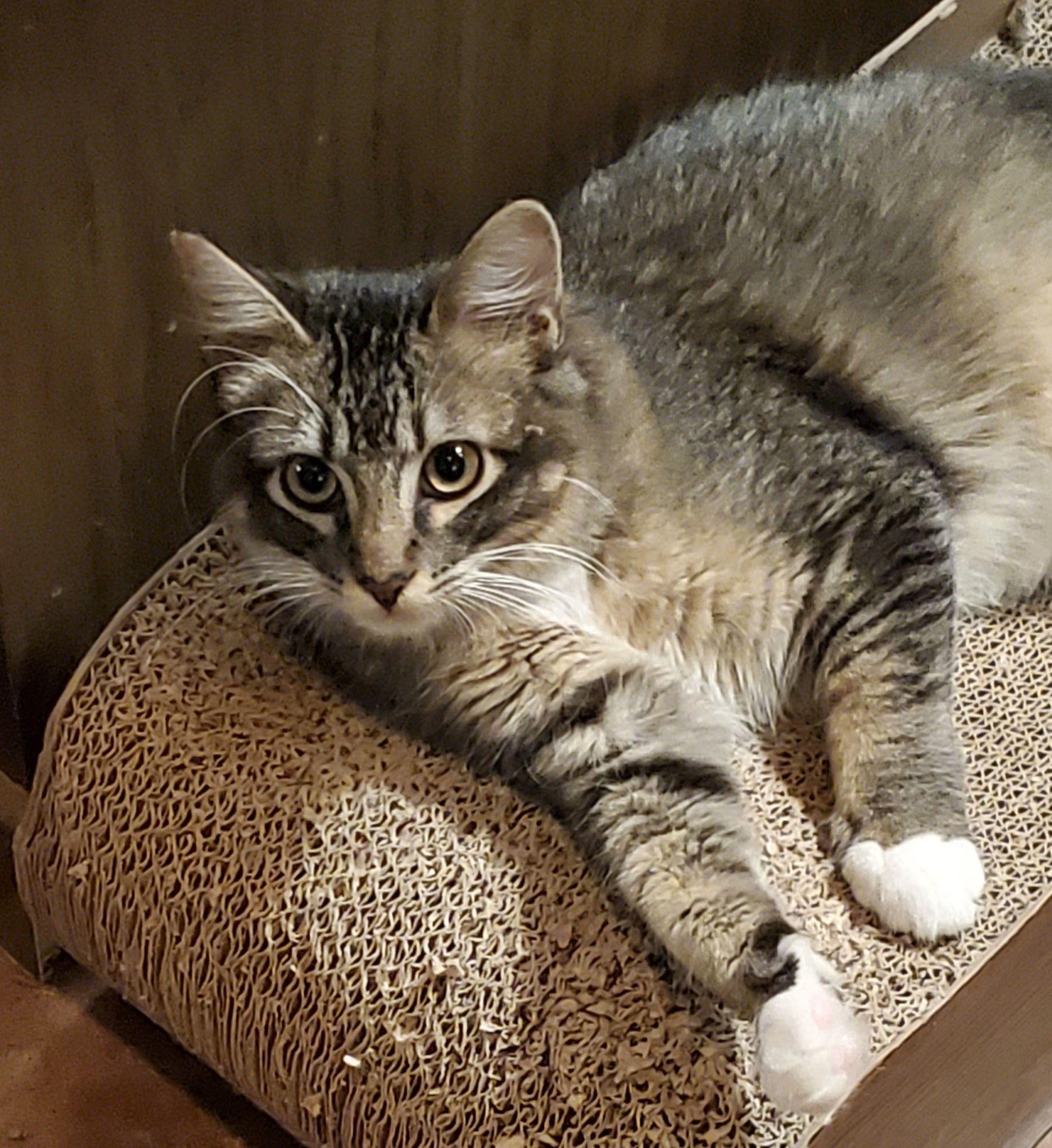 Ulysses, a Adoptable Domestic Medium Hair in Salinas, CA image 2/3