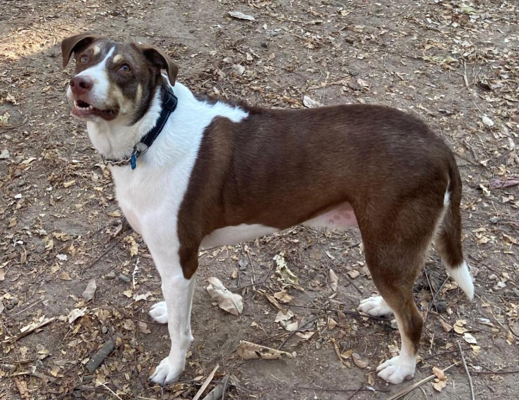 Diego, Adoptable, Adult Male Mixed Breed.