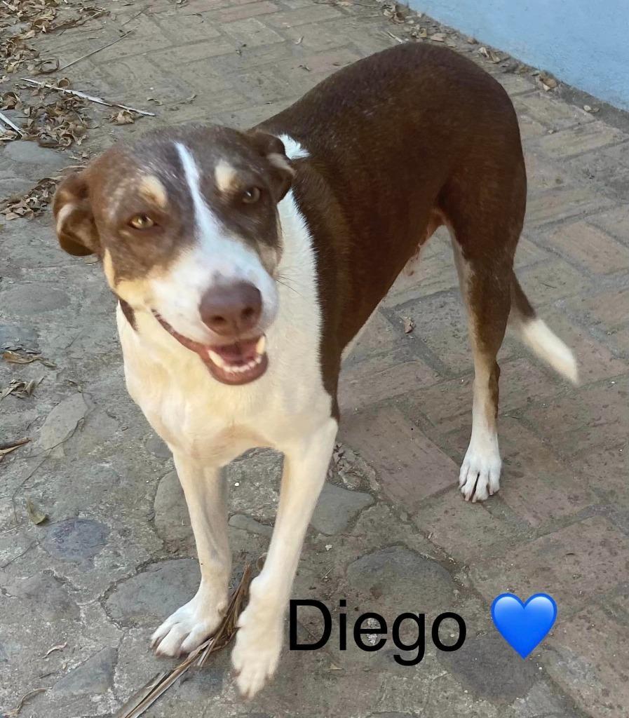 Enlarge Diego, a Adoptable mixed breed in Corral del Risco, NAY image 2/6