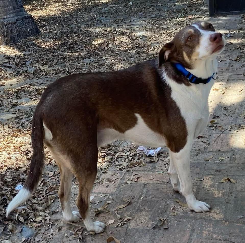 Enlarge Diego, a Adoptable mixed breed in Corral del Risco, NAY image 3/6