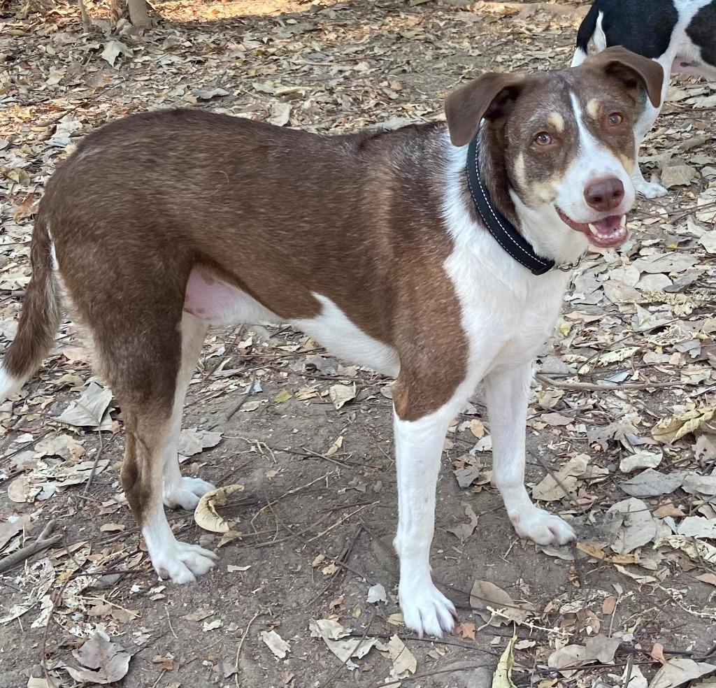 Enlarge Diego, a Adoptable mixed breed in Corral del Risco, NAY image 4/6
