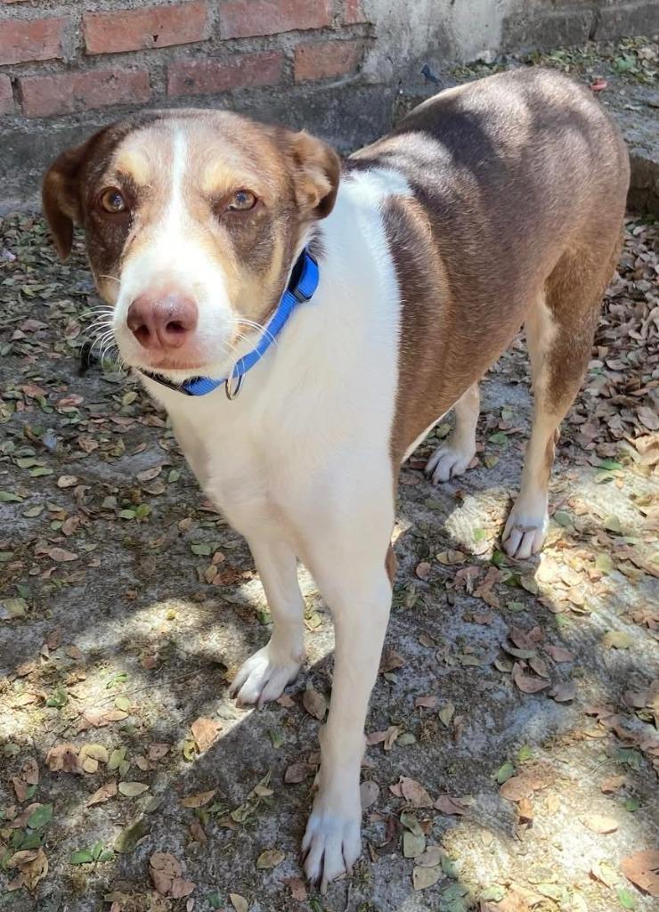Enlarge Diego, a Adoptable mixed breed in Corral del Risco, NAY image 5/6