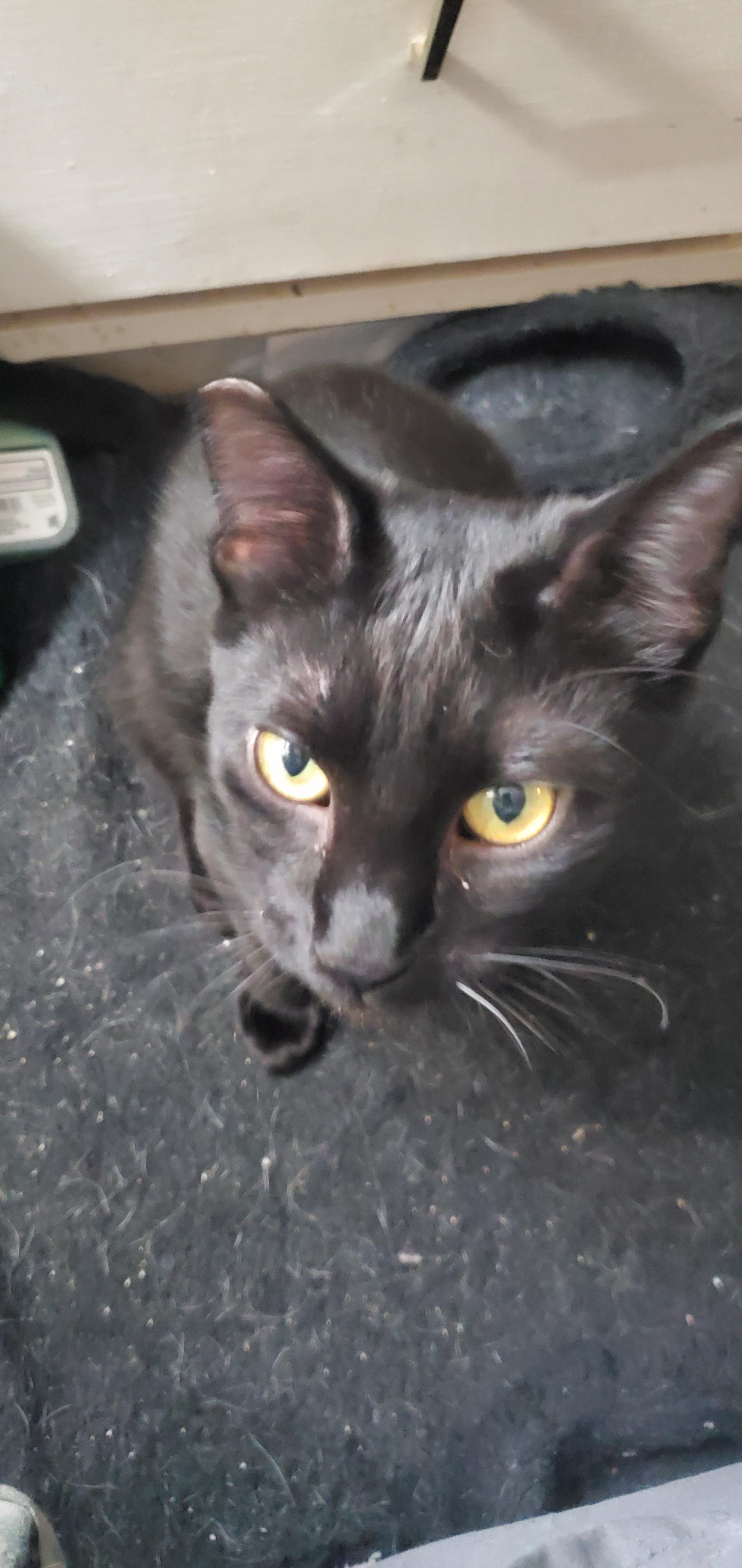 Tinkerbell, an adopted Domestic Short Hair in Rochester, WA image 1/2