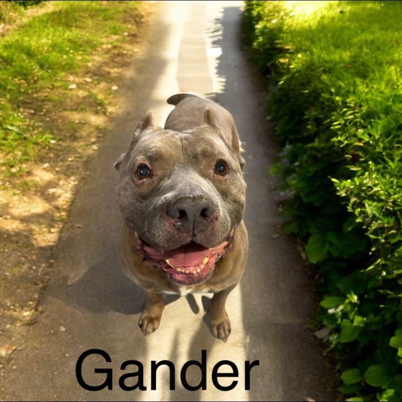 Gander