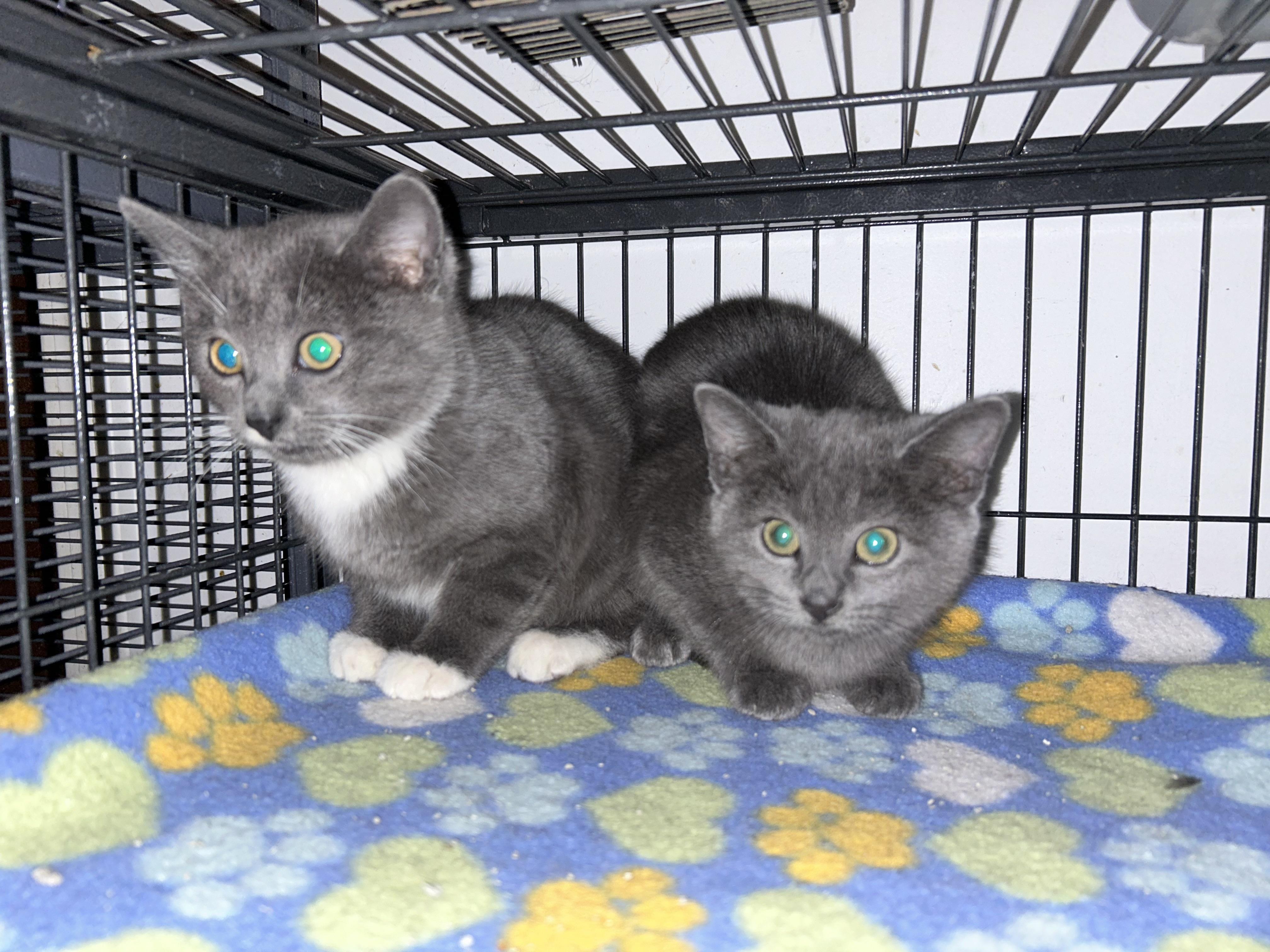 Spicy P, Adoptable, Young Male Domestic Short Hair.