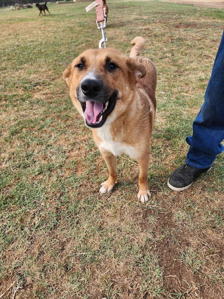 Blaze, an adoptable Shepherd in eugene, OR, 97402 | Photo Image 4