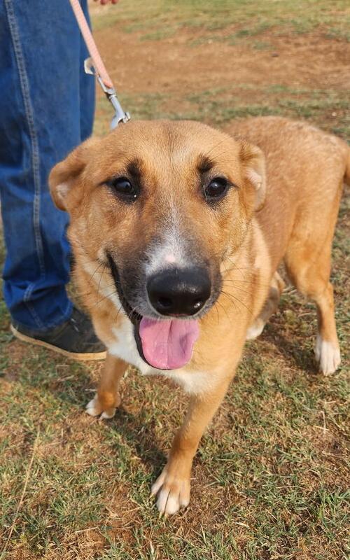 Blaze, an adoptable Shepherd in eugene, OR, 97402 | Photo Image 2