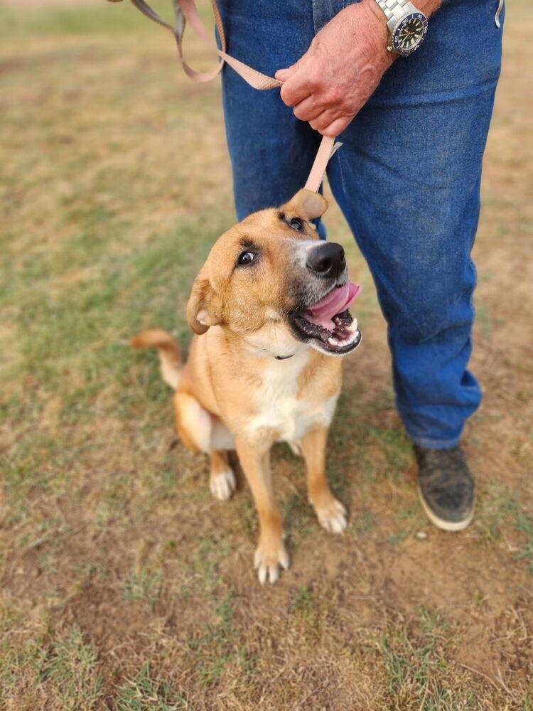 Blaze, an adoptable Shepherd in eugene, OR, 97402 | Photo Image 5